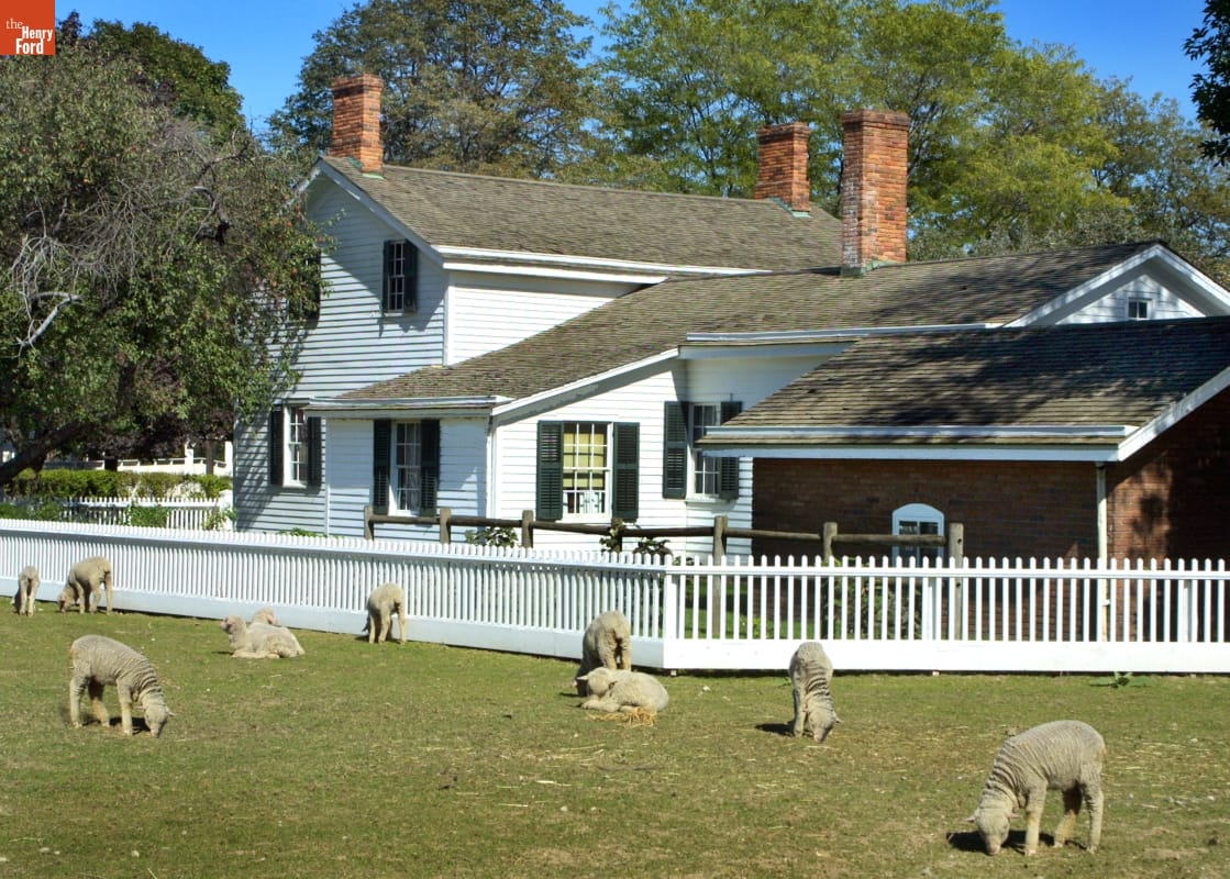 Sheep graze on a grass lawn with a white house surrounded by a white picket fence in the background