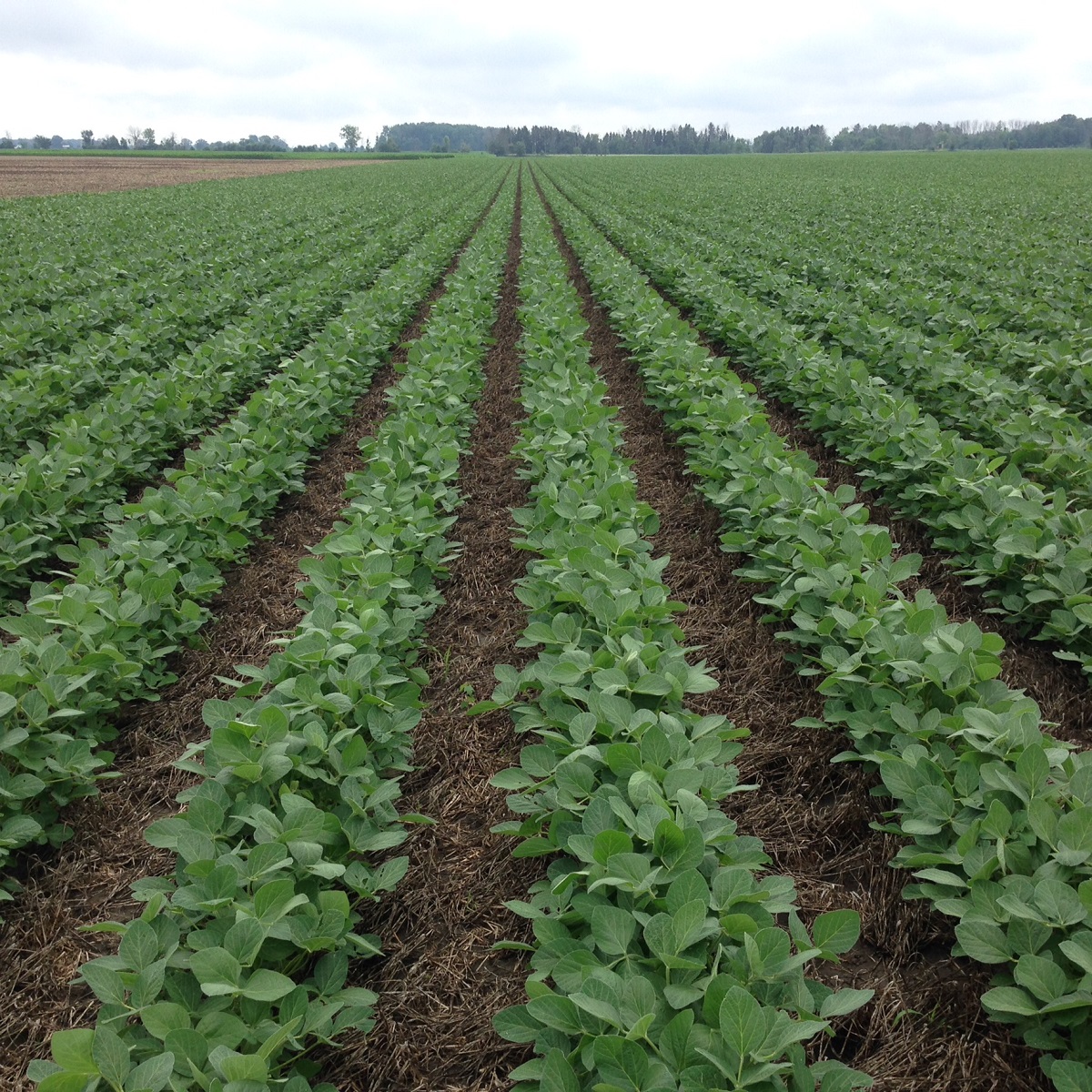 Large field with short bushy plants in neat rows