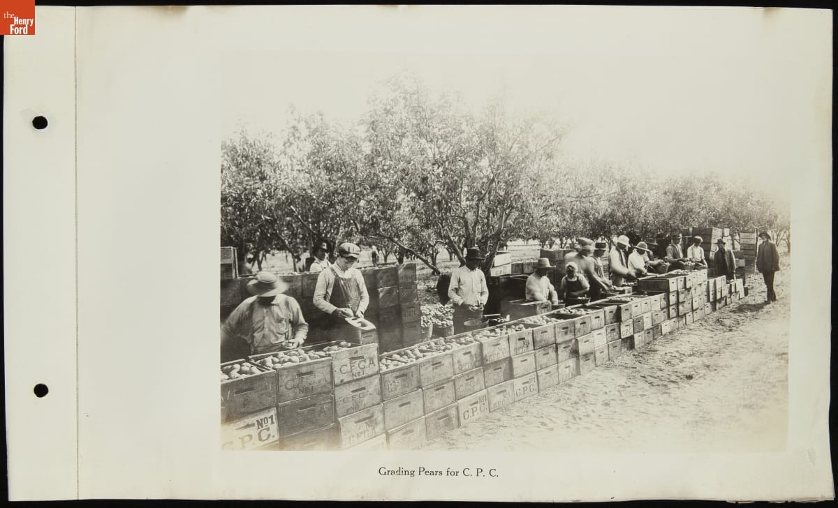Black-and-white photograph of people working at a long wall of boxes filled with some kind of produce