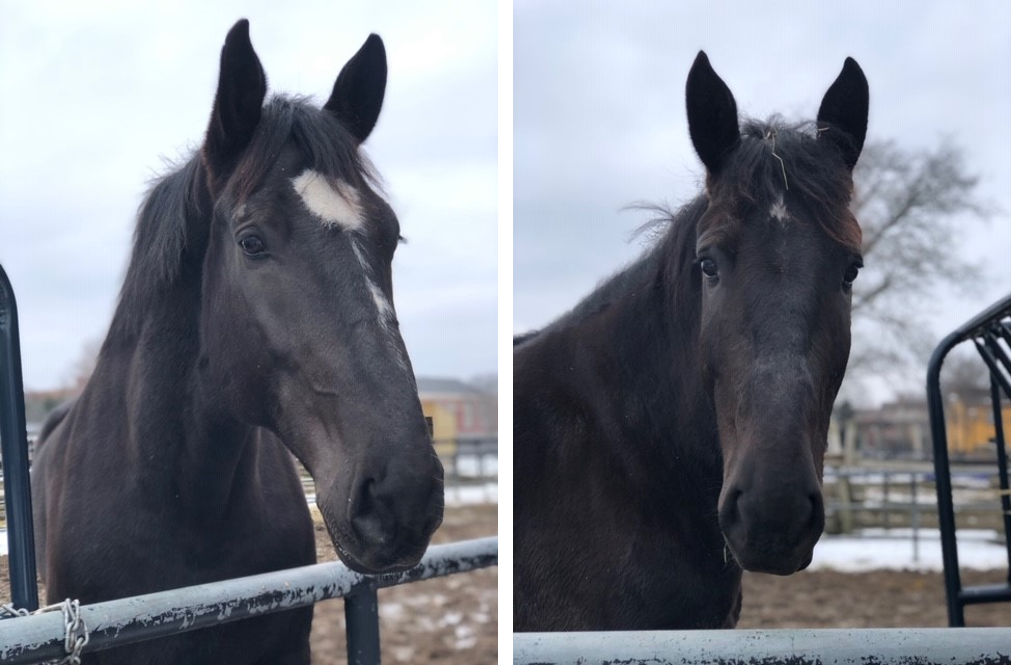 horses horses