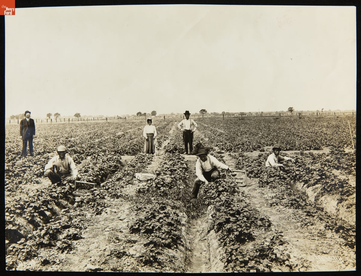 Black-and-white photo of people picking strawberries in a field