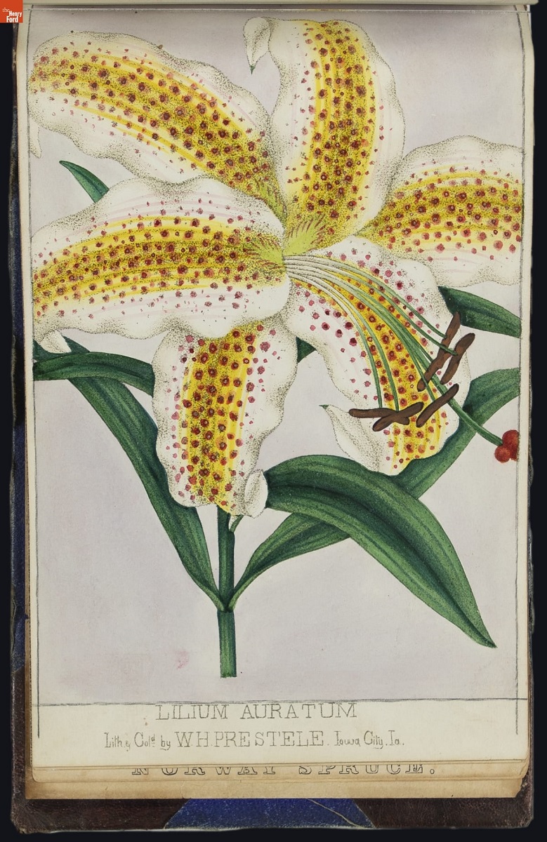 Illustration of a large white lily with yellow stripes in the center of the petals and orangish-brown dots