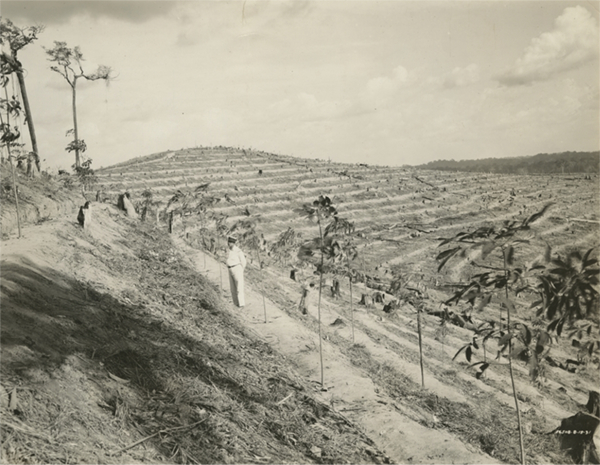 Brazilian Rubber Plantations Brazilian Rubber Plantations