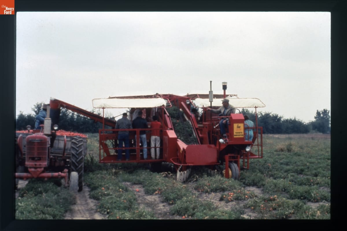 FMC Cascade Tomato Harvester in Use, circa 1985 Large red wheeled piece of equipment in a field with a number of people riding on it