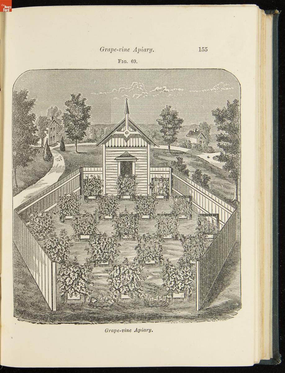 Illustration of small building with five-sided fence around yard and multiple structures holding vines in yard