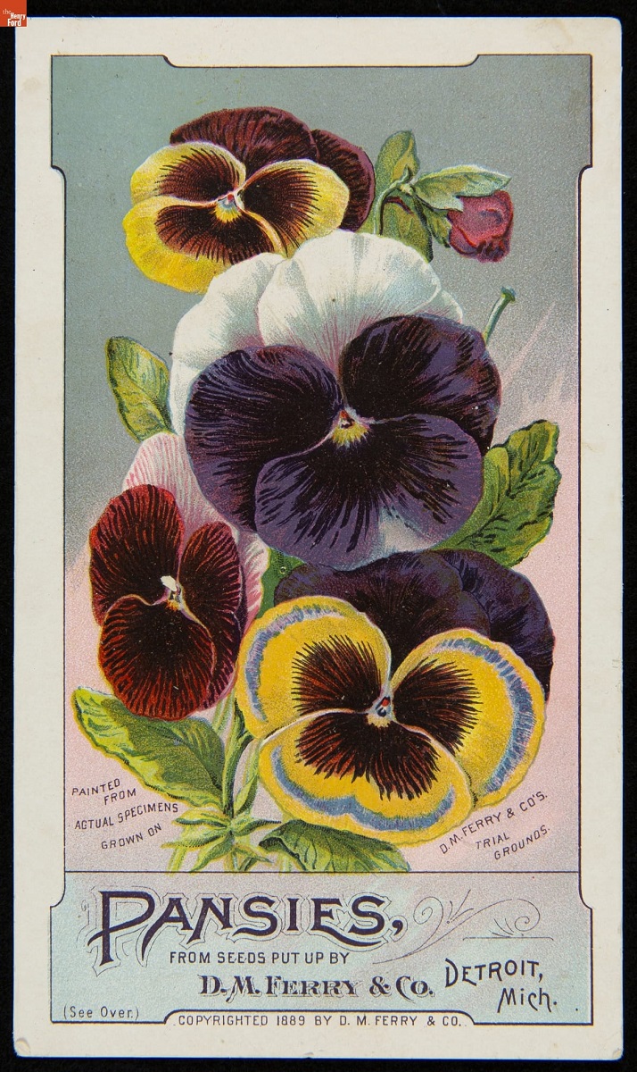 Image of large yellow, white, purple, and maroon pansy flowers; also contains text