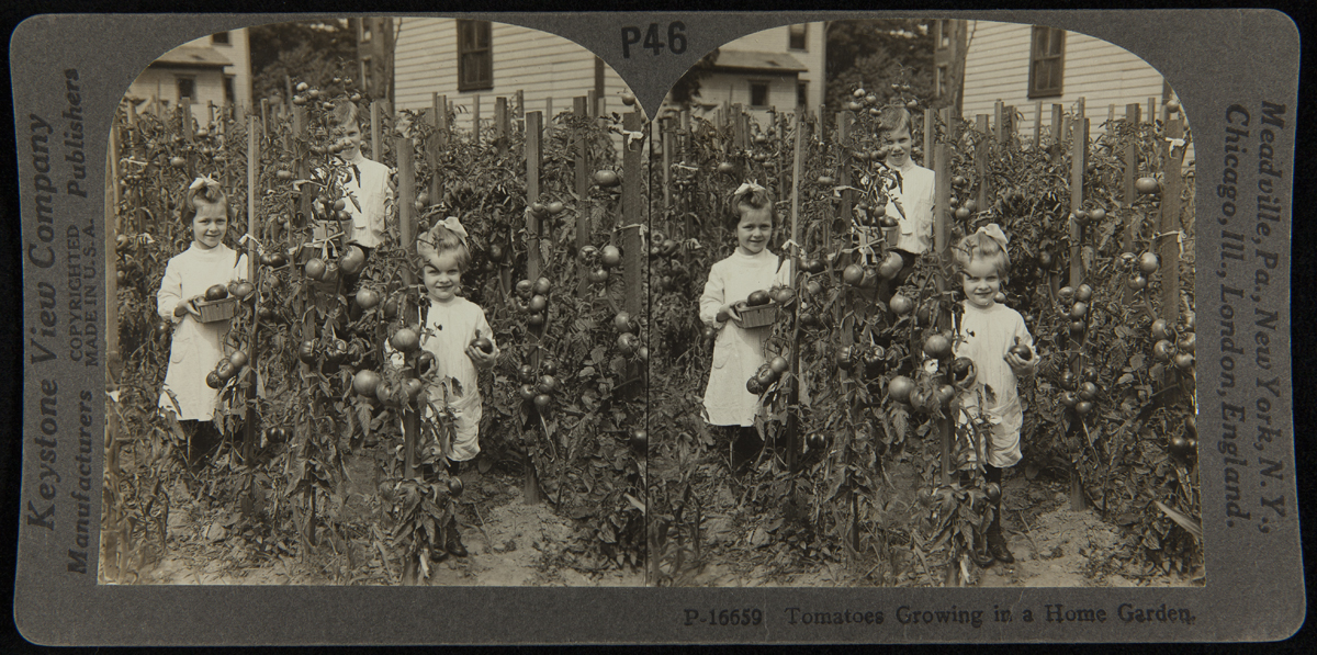 Tomatoes Growing in a Home Garden, circa 1915 Double image showing two young girls and a boy among staked tomato plants