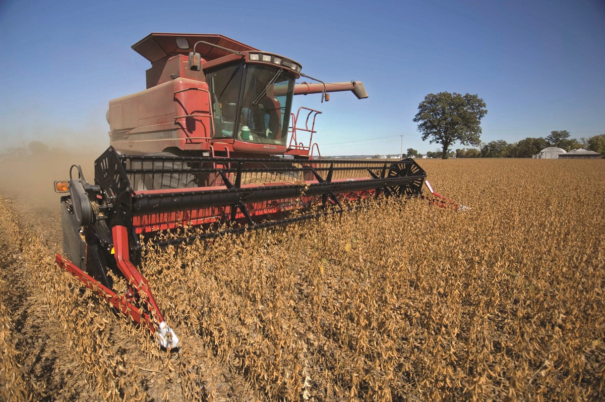Soybean Harvesting A large red piece of farm equipment moves through a field of brown plants