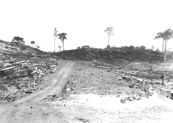 Brazilian Rubber Plantations Brazilian Rubber Plantations