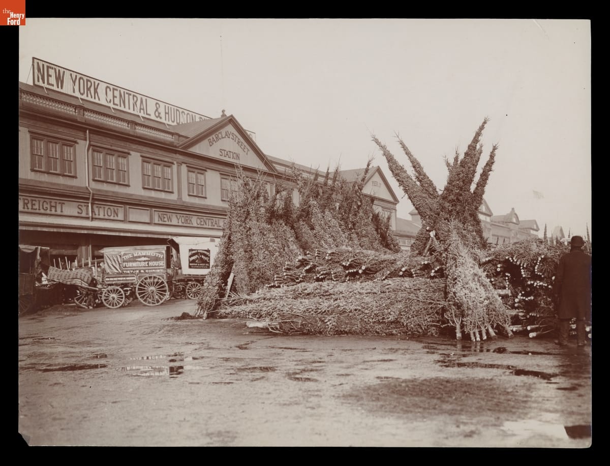 Black-and-white photo of evergreen trees bundled and leaned against each other outside a large building